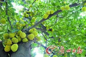 盛夏果熟时,丰收时节尽享田园风光